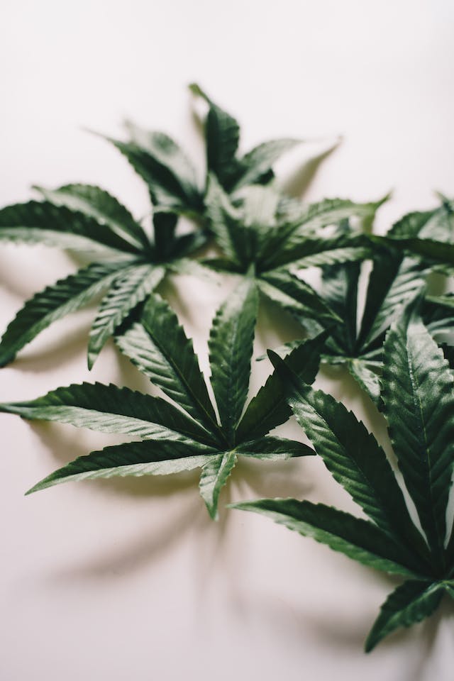 Culture du Cannabis : À la découverte d’une communauté en pleine croissance